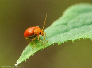 <b><i>Alaucophora foveicollis</i></b> sur feuile de concombre.