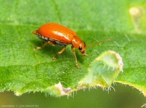 <b><i>Alaucophora foveicollis</i></b> sur feuille de concombre.