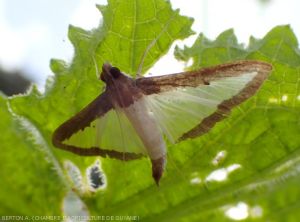 Papillon  la pyrale du melon (Diaphania hyalinata)