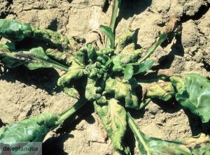 Peronospora farinosa (mildiou) sur Betterave