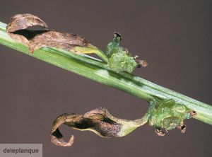 Ramularia beticola (Betterave)
