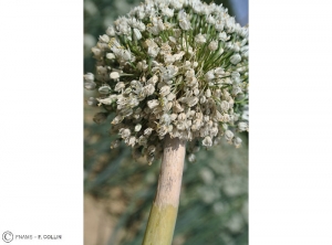 Botrytis allii ombelle allium