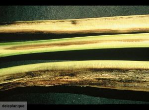 Verticillium albo atrum (verticilliose) betterave
