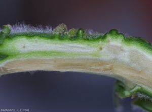 Une coupe longitudinale de la tige révèle des vaisseaux grisâtres à légèrement bruns.  <b><i>Verticillium dahliae</i></b> (verticilliose, <i>Verticillium</i> wilt).