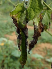 <i><b>Choanephora cucurbitarum</b></i> colonise progressivement ces feuille de piment par leur extrémité altérée. Sa moisissure est bien visible par endroits.  (pourriture à Choanephora)