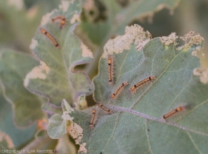 Plusieurs larves de <i><b>Selepa docilis</i></b> regroupées sur feuilles d'aubergine.