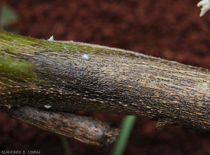 Des structures brunes à noires sont bien visibles au sein des tissus de cette lésion sur tige d'aubergine. Ce sont des pycnides de <b><i>Phomopsis vexans</i></b>.