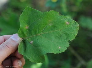 Taches débutantes sur feuille d'aubergine ; elles sont plutôt circulaires beiges à grisâtres, brune en périphérie. <b><i>Phomopsis vexans</i></b>.  