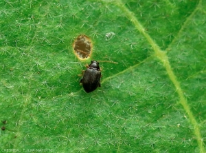 Adulte de <i><b>Epitrix</i></b> spp. sur feuille d'aubergine.