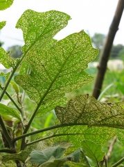 Feuilles d'aubergine très attaquées par un <i><b>Epitrix</i> sp. </b>