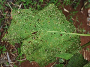 Feuille d'aubergine particulièrement attaquée par un <i><b>Epitrix</i></b> sp. 