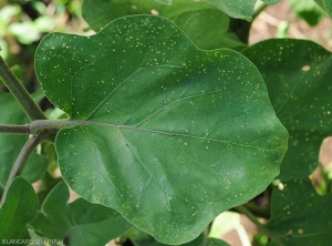 Feuille d'aubergine partiellement perforée par un <i><b>Epitrix</i> sp.</b>