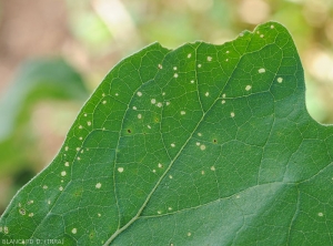 Détail des petites perforations du limbe occasionnées par un <i><b>Epitrix</i> sp.</b> sur feuille d'aubergine.