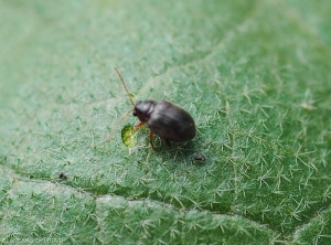 Détail d'un adulte d'<b><i>Epitrix </i> sp.</b>  observé à Mayotte sur aubergine.