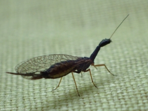 Les raphidies adultes consomment des pucerons et sont remarquables par leur long prothorax. La femelle a un long ovipositeur qui lui permet de disposer ses oeufs dans les infractuosités des écorces. <b>Raphidioptera</b> (snakeflies)