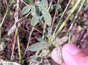 Pseudopeziza medicaginis Luzerne feuille