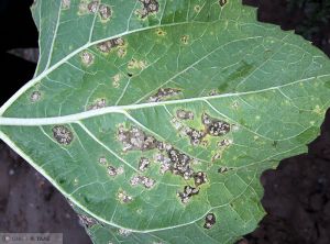 Albugo tragopogonis Tournesol feuille