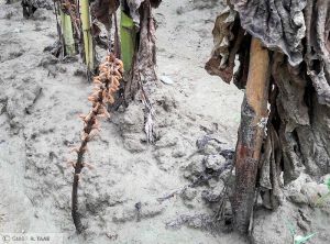 Orobanche Tournesol