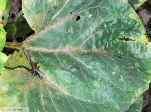 Phoma Tournesol