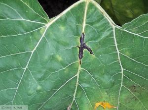 Phoma Tournesol