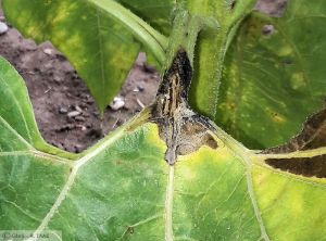 Phoma Tournesol