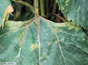 Phoma Tournesol