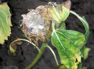 Sclerotinia tournesol