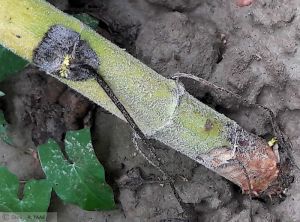 Sclerotinia sclerotiorum Tournesol