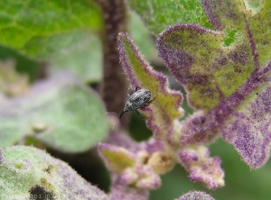 Détail d'un aldulte d'<i><b>Anthonomus eugenii</i></b> sur feuille d'aubergine. Notez sa couleur gris sombre à noire, et son rostre allongé. (charançon du poivron)