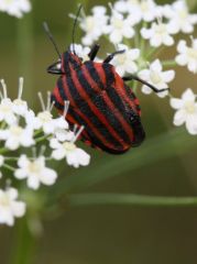 punaise arlequin (Graphosoma italicum)