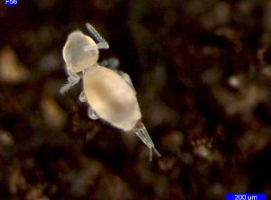 collembole trouvé dans le compost, vue sous une loupe