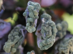 Autre aspect de baies de raisin plus ou moins ratatinées et couvertes de coussinets verdâtres. Pourritures à <b><i>Cladosporium</i></b>