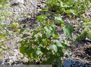 Xanthium orientale