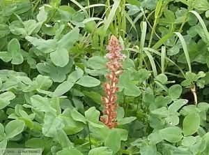 Orobanche trèfle