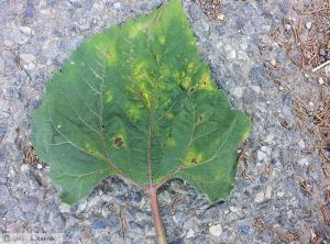 Albugo tragopogonis Tournesol feuille