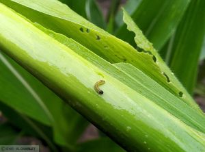 Ostrinia nubilalis (pyrale) maïs