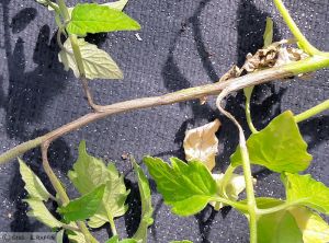 Phytophthora infestans tomate