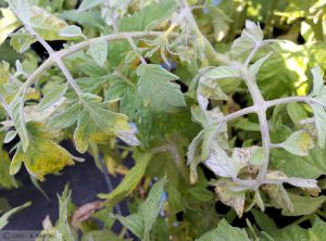 Phytophthora infestans tomate