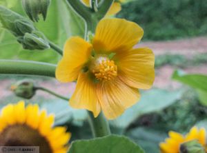 Abutilon