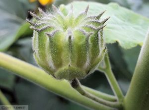 Abutilon