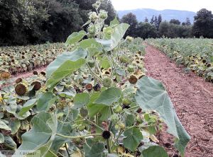 Abutilon