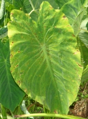 Aspect général d'une feuille de taro d'eau (songe), présentant des symptômes de Cladosporiose sur Taro