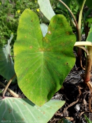 Symptômes de Cladosporiose sur taro avec des tâches présentant une couleur brun orangé.
