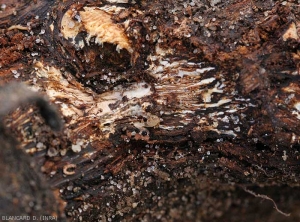Aspect d'un réseau mycélien blanc établi entre l'écorce et le bois de cette racine brunie par <b><i>Armillaria mellea</i></b>. (pourridié)