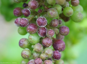 Les fructifications de <b><i>Plasmopara viticola</i></b> sont encore présentes sur ces baies présentant un symptôme de rot brun. (<b>rot gris</b>). (mildiou)