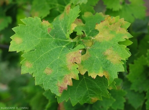 Larges taches foliaires chlorotiques induites par <i><b>Plasmopara viticola</b></i>. (mildiou)