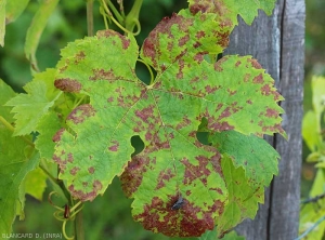 Faciès de mildiou foliaire observé sur certains cépages. <b><i>Plasmopara viticola</i></b> (Mildiou) 