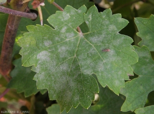 Plusieurs larges taches poudreuses et blanchâtres  couvrent partiellement le limbe de cette feuille de vigne. <i><b>Erysiphe necator </b></i> (oïdium)
