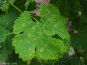 Des lésions chlorotiques, parfois  discrètement poudreuses sont visibles sur cette  feuille de vigne. <i><b>Erysiphe necator </b></i> (oïdium)