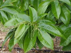 Feuilles de châtaignier Castanea sativa